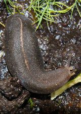 slug..